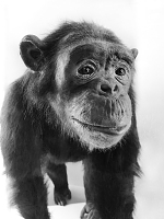 chimp nat hist london 5-2015 5985